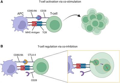 Case Report: Aplastic anemia related to a novel CTLA4 variant